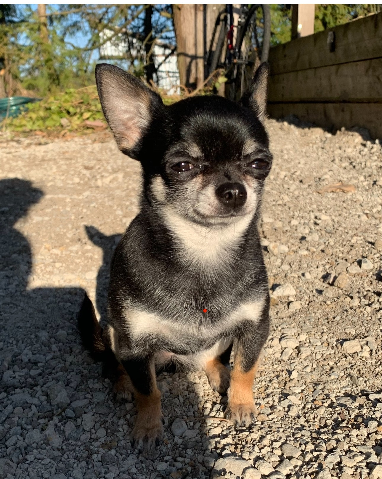 Peanut the Head of Security